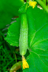 Cucumbers growing on vines in the garden. Macro.