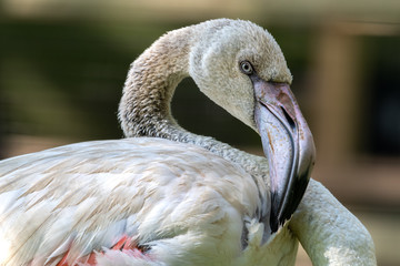 Close Up Pale Greater Flamingo