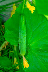 Cucumbers growing on vines in the garden. Macro.