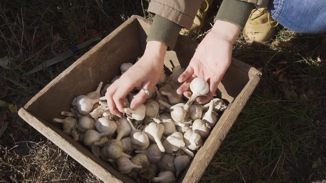 Farmer girl checks the quality of freshly picked organic garlic in a wooden box. 