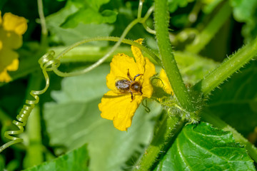 Beautiful  Bee macro in green nature - Stock Image