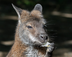 Young Wallaby Eating Fresh Vegetables