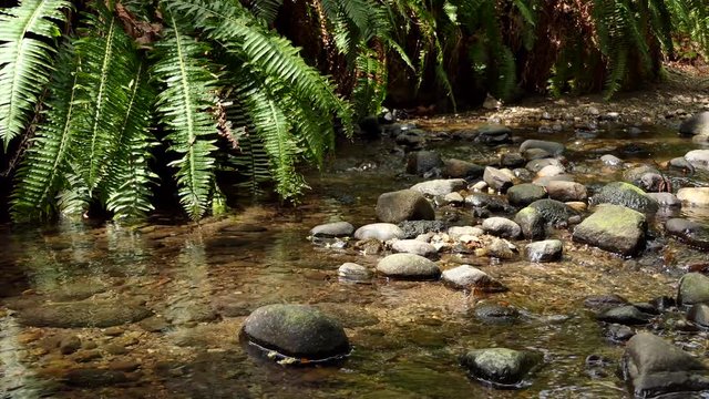 Forrest creek and plants. Royalty free stock footage related to nature, travel, ecology, geography, climate, fishing, hunting.