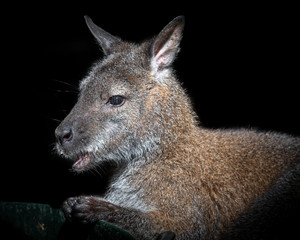 Young Wallaby Eating Fresh Vegetables