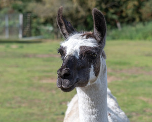 Close Head Shot of a Llama