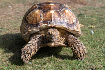 Sulcata Tortoise Walking on grass