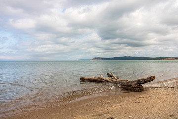 Fototapeta na wymiar Driftwood on the beach of Sleeping Bear Bay