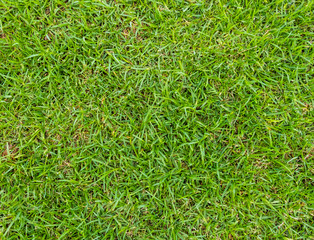green grass top view