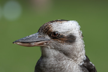 Close Portrait of a Laughing Kookaburra