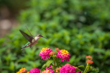 Ruby-throated hummingbird near lantana flowers