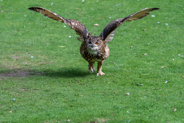 Fototapeta premium Eurasian Eagle Owl Running Along the Ground