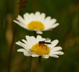 bee on flower