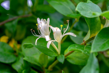 Macro shot of field flowers - Stock Image