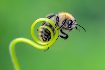 Beautiful  Bee macro in green nature - Stock Image