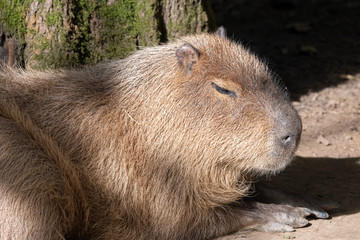 Portrait of a Capybara Resting on the Ground