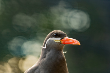 Close up Portrait of an Inca Tern