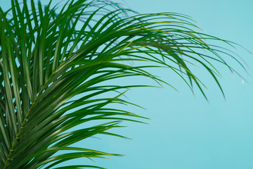 Fototapeta na wymiar Tropical leaves on blue background, closeup. Stylish interior element