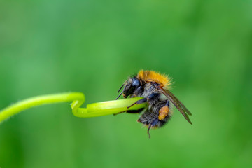 Beautiful  Bee macro in green nature - Stock Image