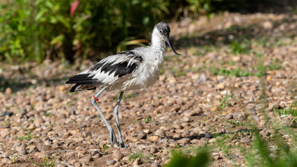 A wet Pied Avocet Standing in the Sun to Dry