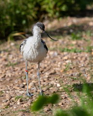 A wet Pied Avocet Standing in the Sun to Dry