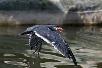 Inca Tern in Flight With a Fish in it's Beak Skimming the Water