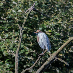 Cattle Egret Perched in a Tree