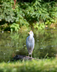 Cattle Egret Standing on a Rock Near a Pond