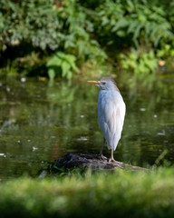 Cattle Egret Standing on a Rock Near a Pond