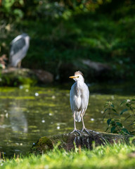 Cattle Egret Standing on a Rock Near a Pond