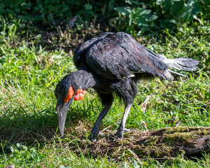 Southern Ground Hornbill	Standing on Grass