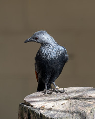 Red Wing Starling Resting on a Tree Stump