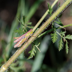 Meadow Grasshopper Resting on foliage