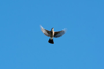 Underneath A Eurasian jay in Flight