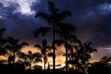 palmera atardecer