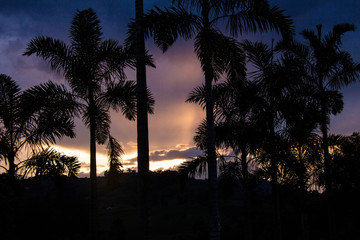atardecer palmeras