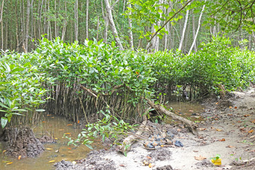 Reforestation the Mangrove trees in swamp forest / Mangrove forest of Thailand, plantation back to...