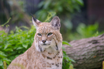Lynx