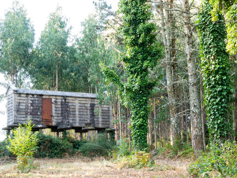 h&oacute;rreo de grano entre los &aacute;rboles