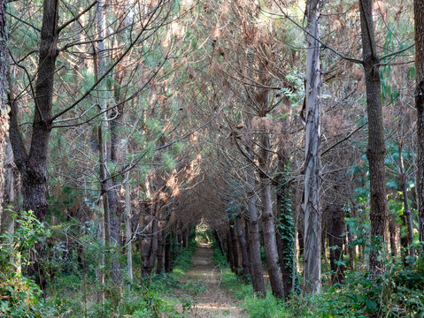 pasadizo de &aacute;rboles
