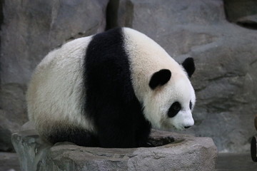 Cute Fluffy Panda Cub, China