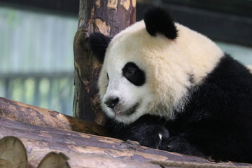 Cute Panda Cub , Qi Qi , Shanghai, China