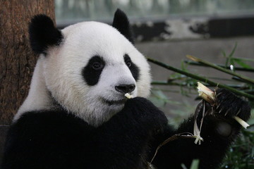 Sweet face of Female Panda in Shanghai, China
