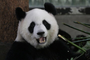 Happy Smiling from a Happy Panda, Shanghai, China