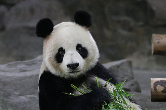 Beautiful Female Panda , Gong Zhu, Shanghai, China