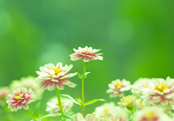 Green background flowers