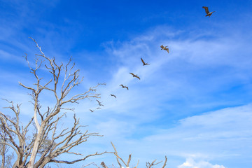 flock of birds in the sky