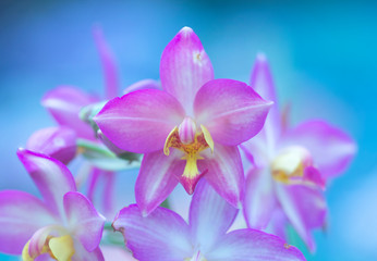 Fototapeta na wymiar Orchid flower blurred background