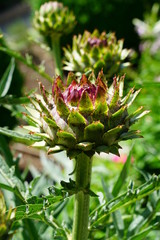 Naklejka na ściany i meble Cynara Scolymus artichoke flower in the garden