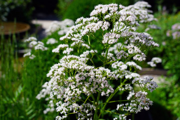 White flowers of Valeriana Officinalis