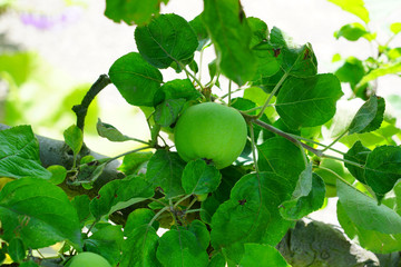 Fresh green apples growing on trees at an apple orchard